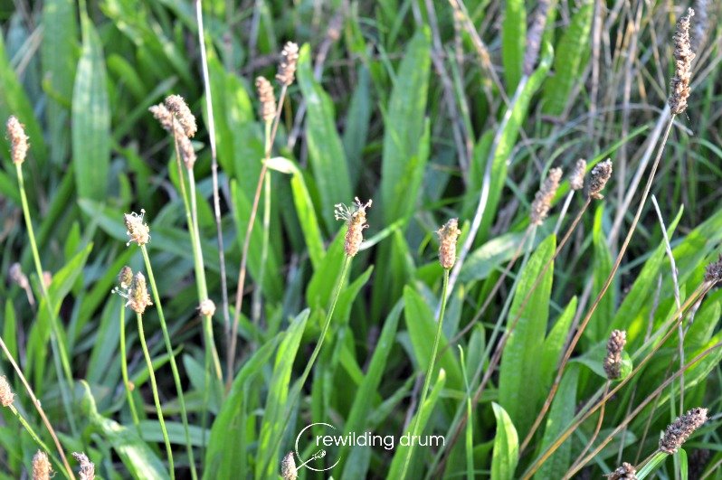 The Superfood Plantain. Immune-System Strengthener, Antioxidant and FREE!