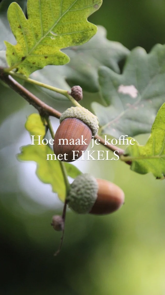 NIEUWE BLOGPOST

Er was een tijd waarin we… eikels aten.

Misschien heb je er nog nooit over gehoord, maar eikels, die knapperige noten van de eik die je in de herfst op de grond vindt, kunnen worden omgetoverd tot een uniek koffiesoort: 

eikelkoffie! 

Misschien klinkt het een beetje gek om eikels te eten, maar wanneer ze op de juiste manier worden verwerkt, hebben ze een aangename, nootachtige smaak en zitten ze boordevol voedingsstoffen.

👉🏻Ik vertel je alles over in een nieuwe blogpost via link bio

#rewildinglifestyle 
#rewilding 
#eikels 
#wildplukken
#jagerverzamelaar