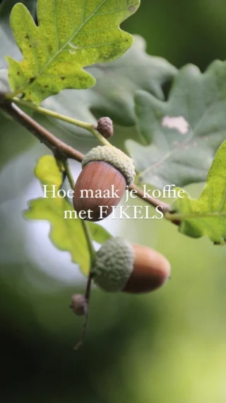 NIEUWE BLOGPOST

Er was een tijd waarin we… eikels aten.

Misschien heb je er nog nooit over gehoord, maar eikels, die knapperige noten van de eik die je in de herfst op de grond vindt, kunnen worden omgetoverd tot een uniek koffiesoort: 

eikelkoffie! 

Misschien klinkt het een beetje gek om eikels te eten, maar wanneer ze op de juiste manier worden verwerkt, hebben ze een aangename, nootachtige smaak en zitten ze boordevol voedingsstoffen.

👉🏻Ik vertel je alles over in een nieuwe blogpost via link bio

#rewildinglifestyle 
#rewilding 
#eikels 
#wildplukken
#jagerverzamelaar