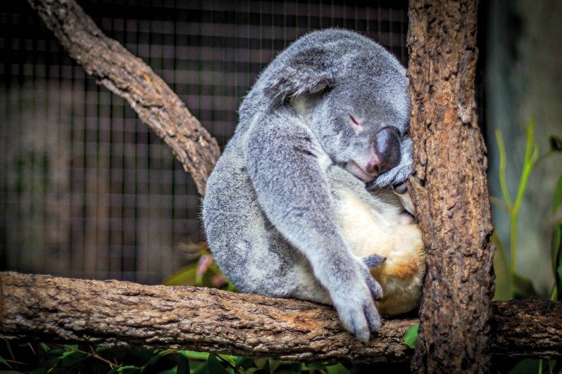 ¿Quieres dormir mejor? Sincronízate con la naturaleza (parte II) 13 consejos para una noche de ensueño