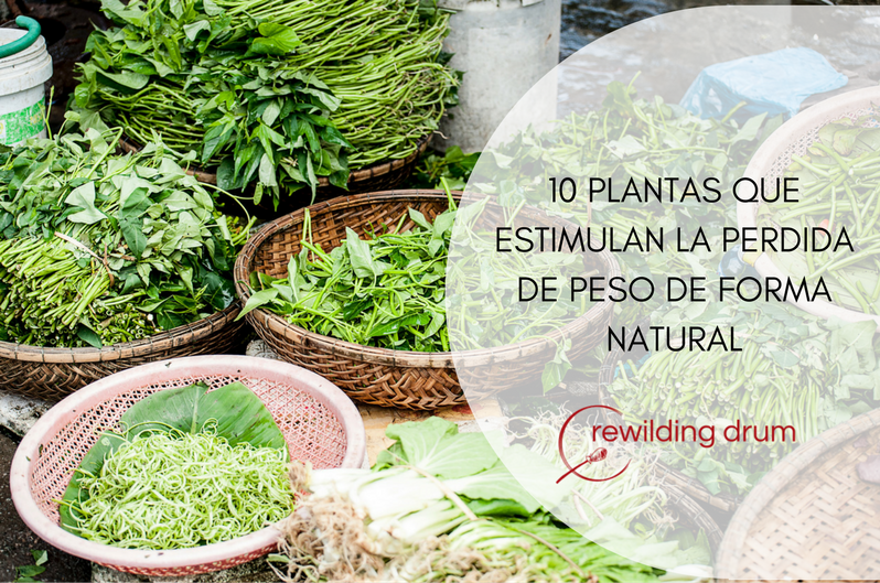 10 PLANTAS QUE ESTIMULAN LA PÉRDIDA DE PESO DE FORMA NATURAL