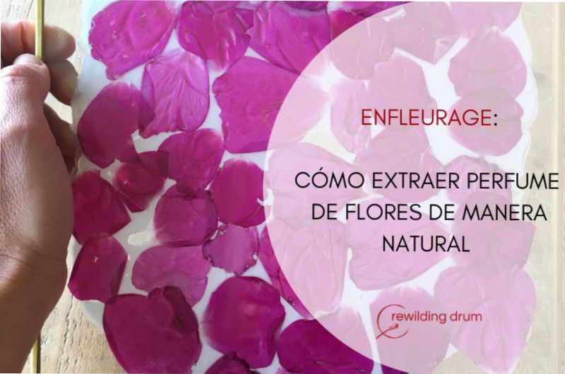 ENFLEURAGE: CÓMO EXTRAER PERFUME DE FLORES DE MANERA NATURAL